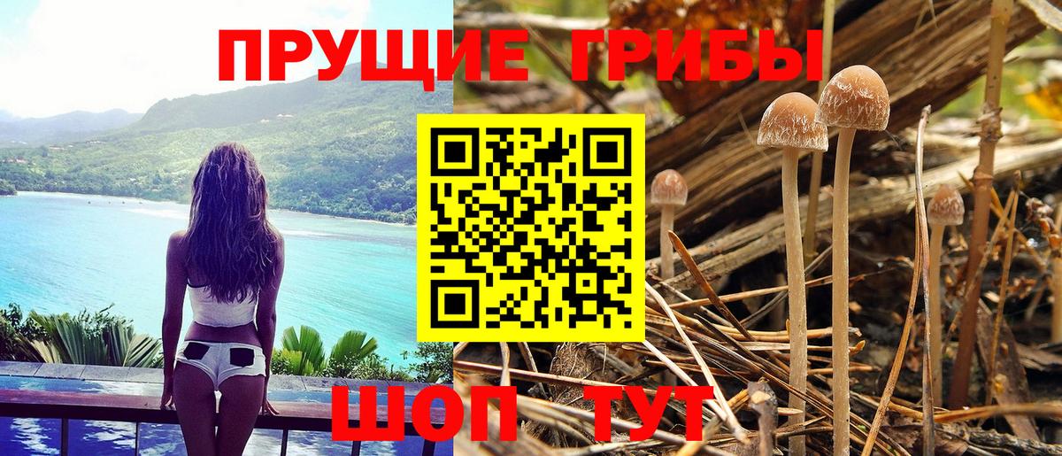 Галлюциногенные грибы мицелий Волхов
